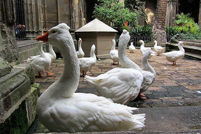 Geese in the courtyard of the Cathedral in Barcelona