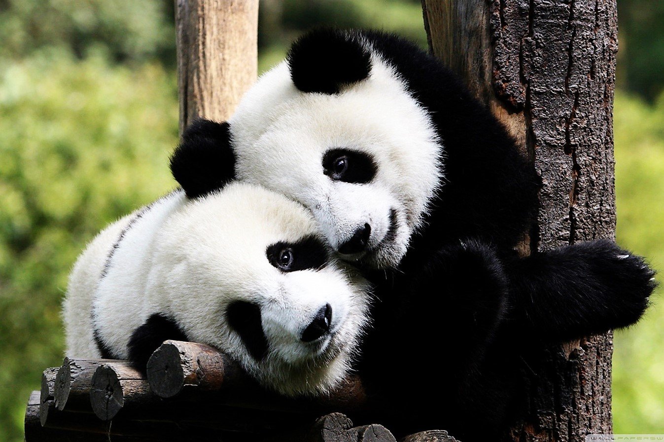 How to hug a panda in Chengdu