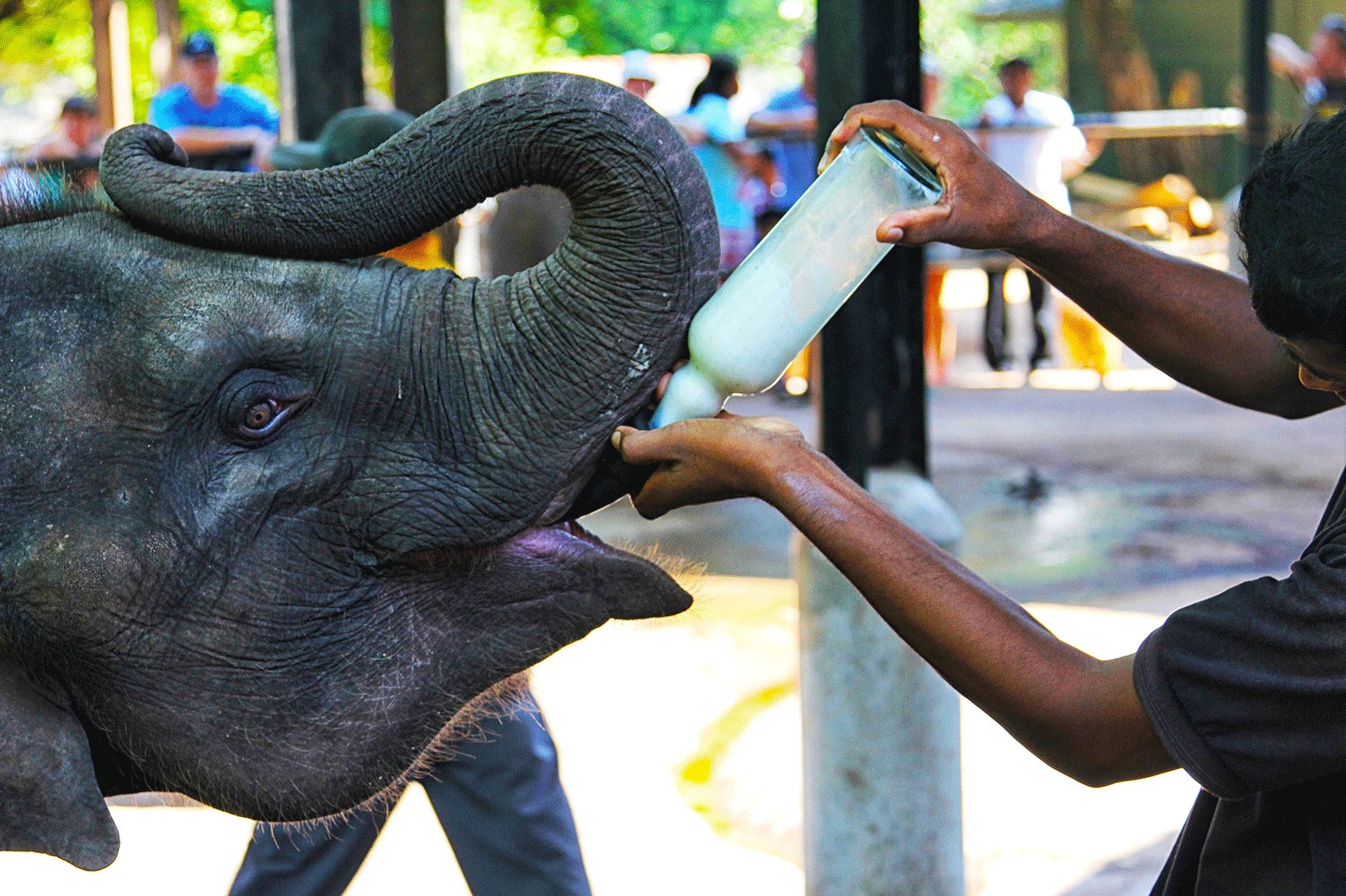 How to feed a baby elephant in Kandy
