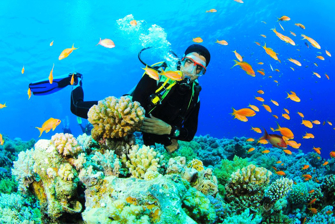 How to go Los Roques coral reef diving in Caracas
