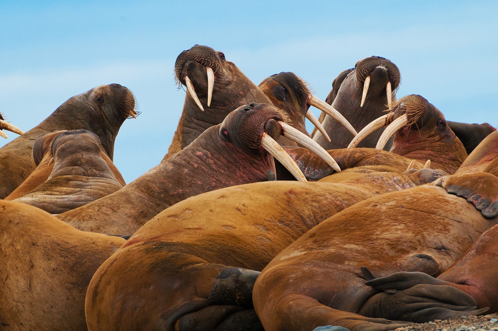 How to see walruses in Svalbard