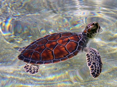 Release baby turtles into the ocean on Little Corn Island in Managua