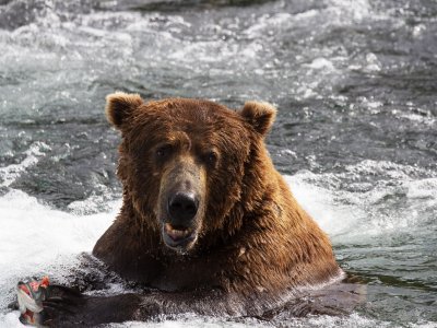 See Grizzly bears in Anchorage