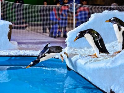 Swim with penguins in Dubai
