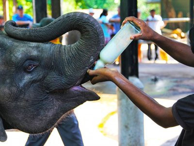 Feed a baby elephant in Kandy