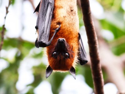 Feed flying foxes in Kandy