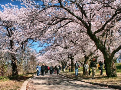 See sakura blossoms in High Park in Toronto