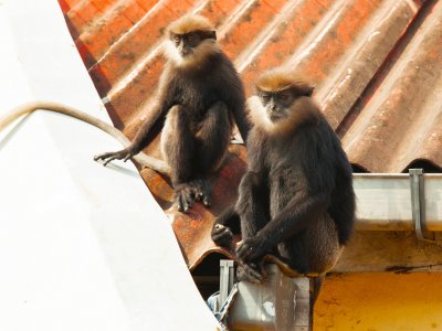 See purple-faced langurs in Galle