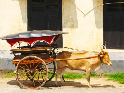Take an ox cart ride in Galle