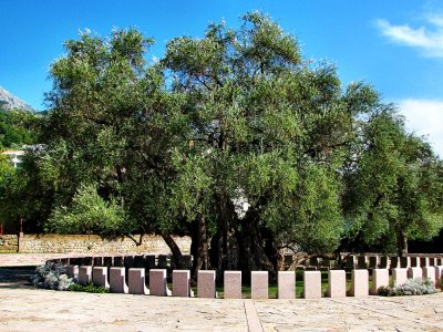 See 2000-year-old olive tree in Bar