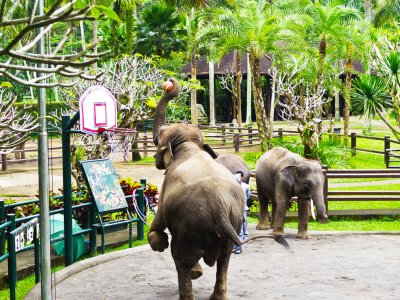 Play basketball with elephants in Bali