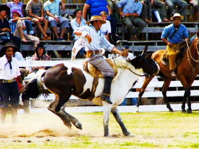 Watch gaucho rodeo in Tacuarembo