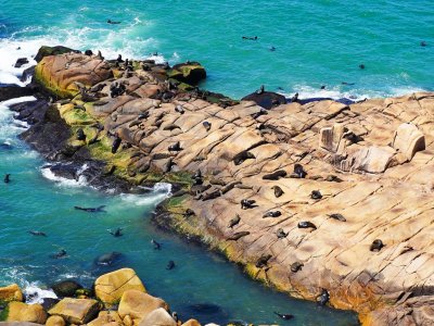 Spot sea lions from the lighthouse's top in Maldonado