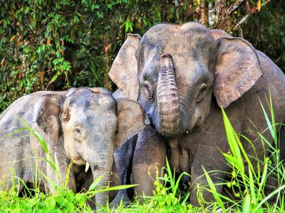 See Pygmy elephants in Borneo