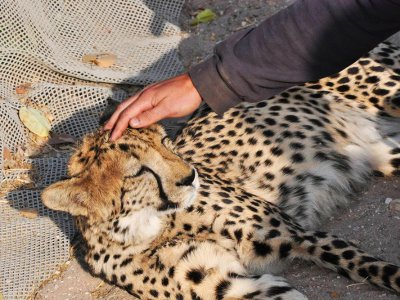 Pat a cheetah in Opuwo