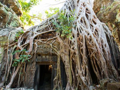 Look over Ta Prohm temple in Siem Reap