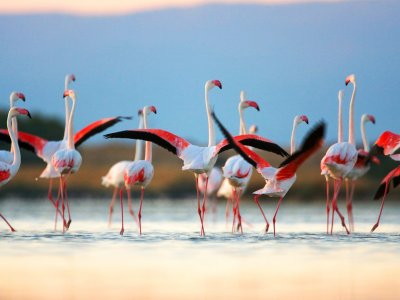 See the pink flamingos on Sardinia