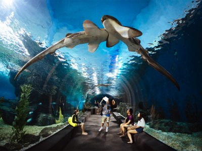 Siam Ocean World Aquarium in Bangkok
