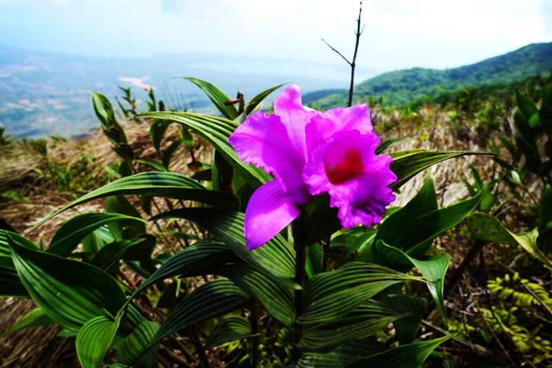 Orchid, Granada
