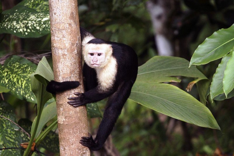Monkeys, Granada