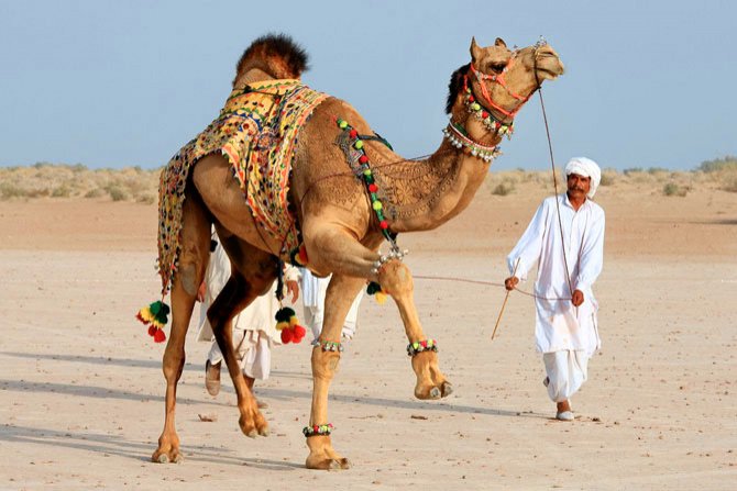 Camel, Abu Dhabi