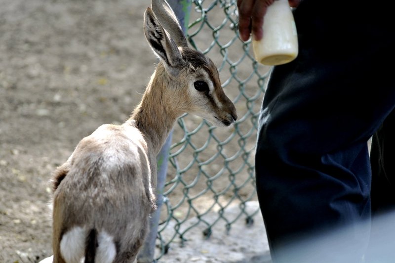Dubai Zoo, Dubai