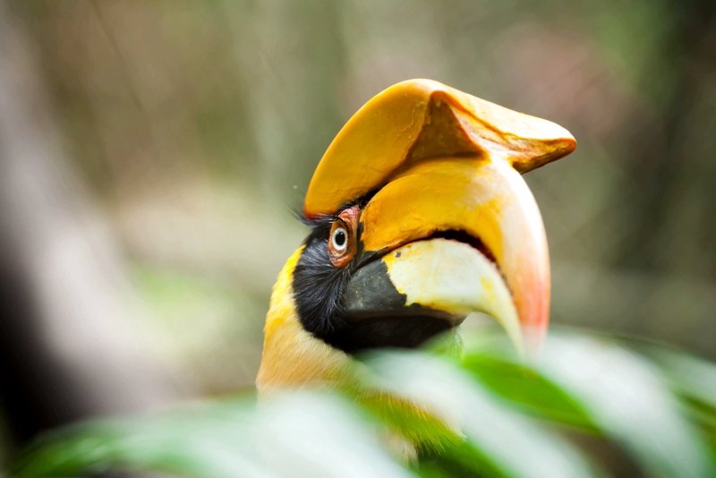 Hornbills, Kuala Lumpur