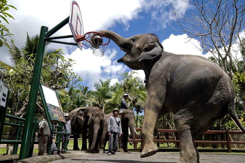 Bali safari and Marine Park, Bali