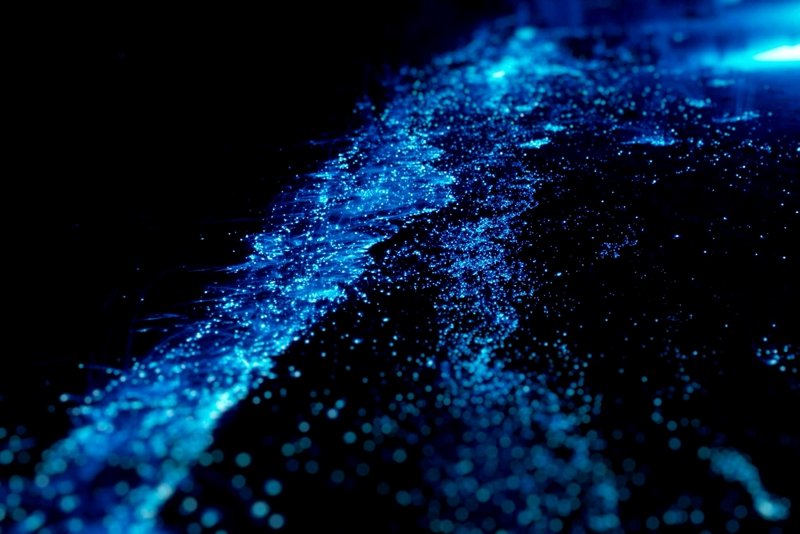 See luminant plankton on a desert beach,