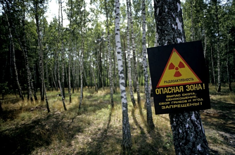 Red radioactive forest