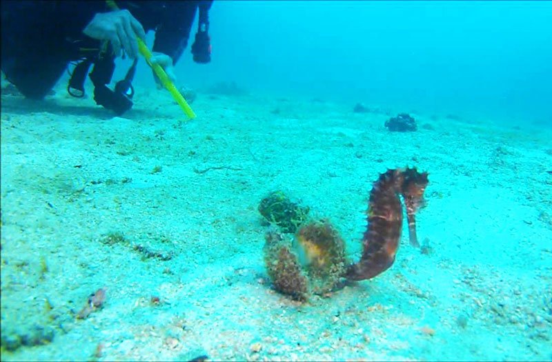 Haligi Beach snorkeling, Mindoro