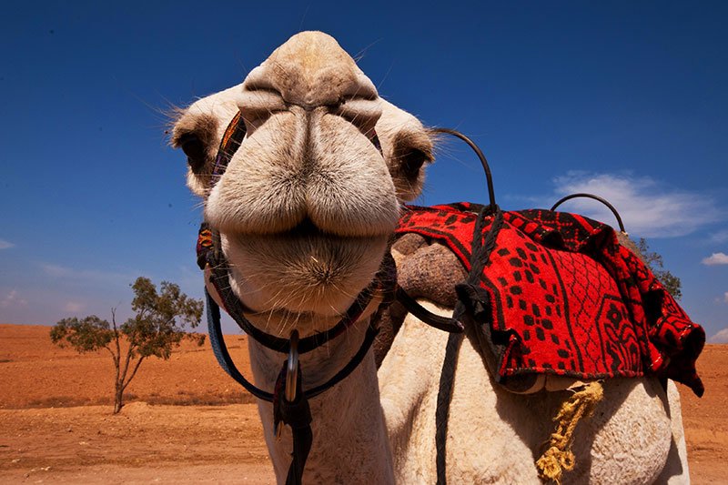 , Marrakesh