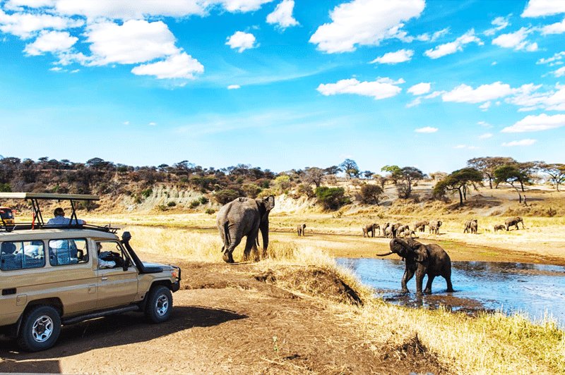 Elephants, Arusha