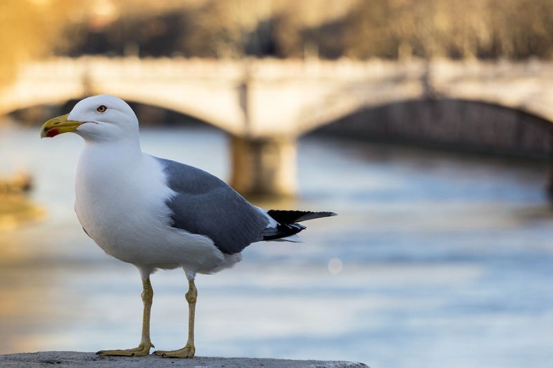 Seagull