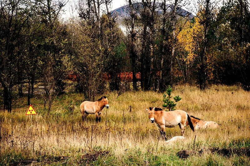 Przewalski's horse near the sarcophagus