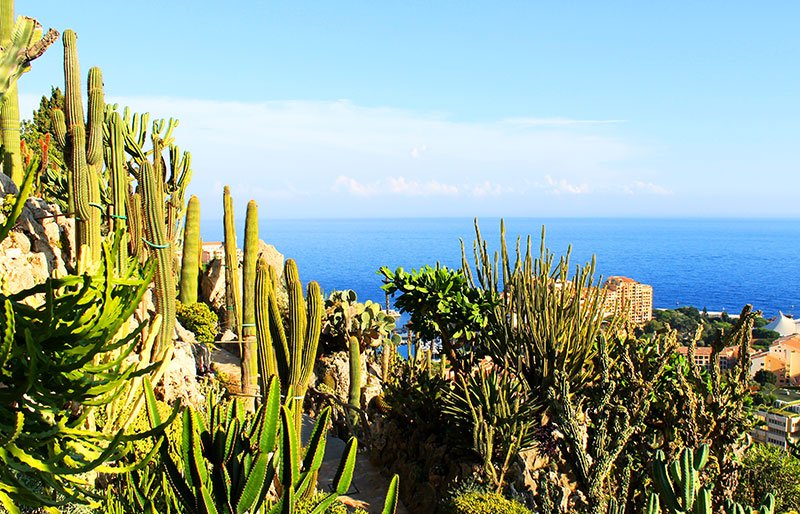 Jardin Exotique de Monaco,