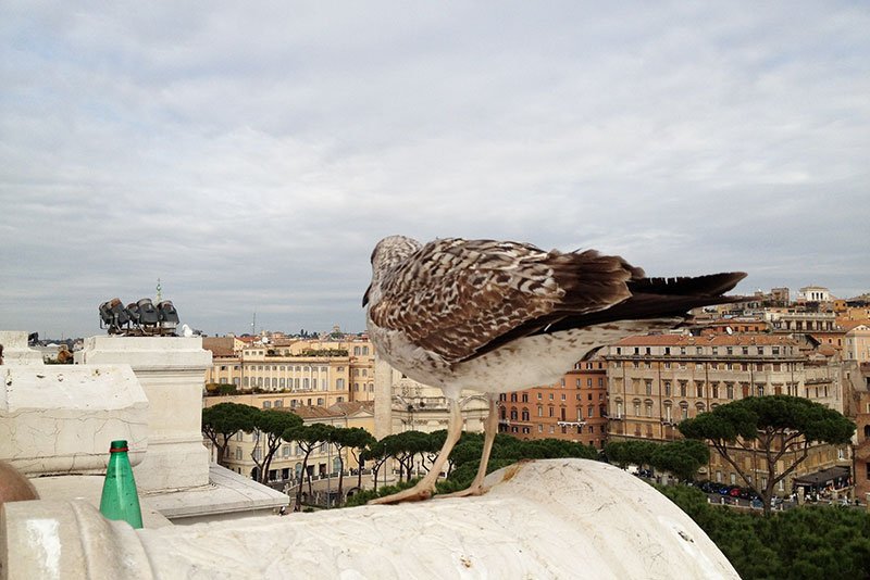 One more seagull