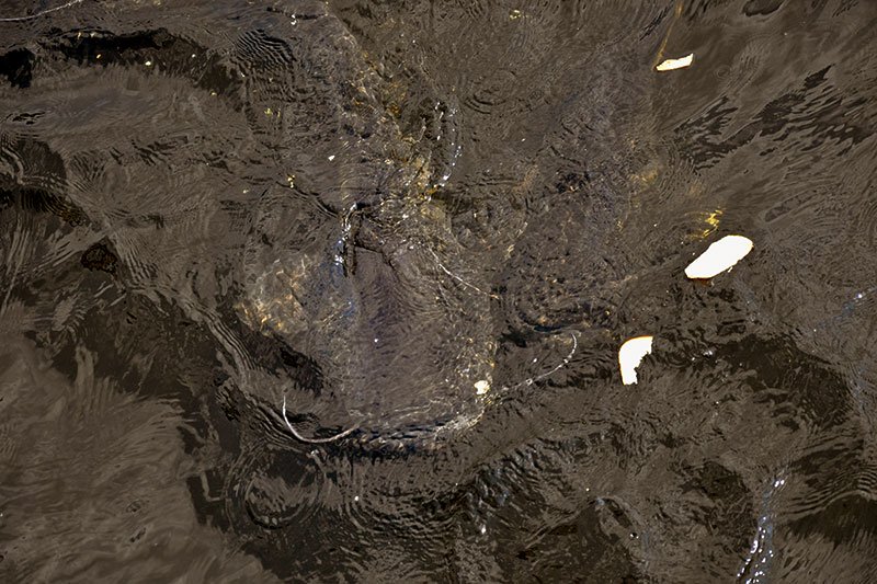Giant catfish is up to 3 metres long, Chernobyl