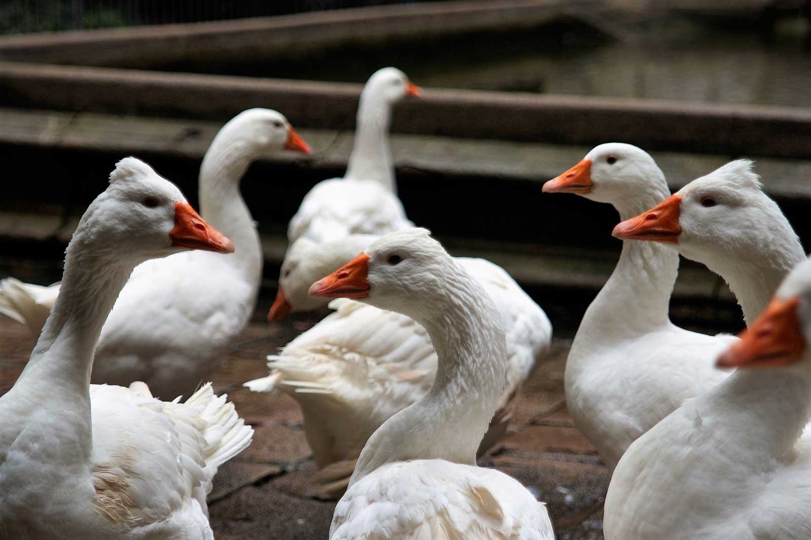 How to count geese in the courtyard of the cathedral in Barcelona