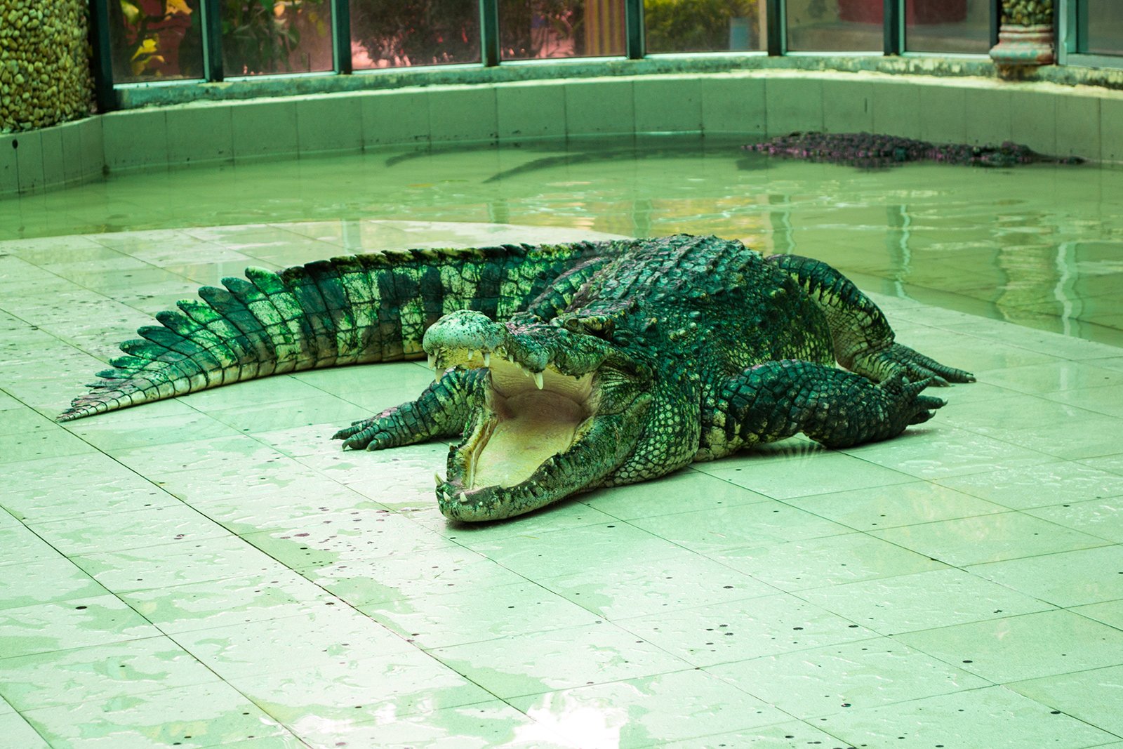 How to drag a crocodile by its tail in Phuket
