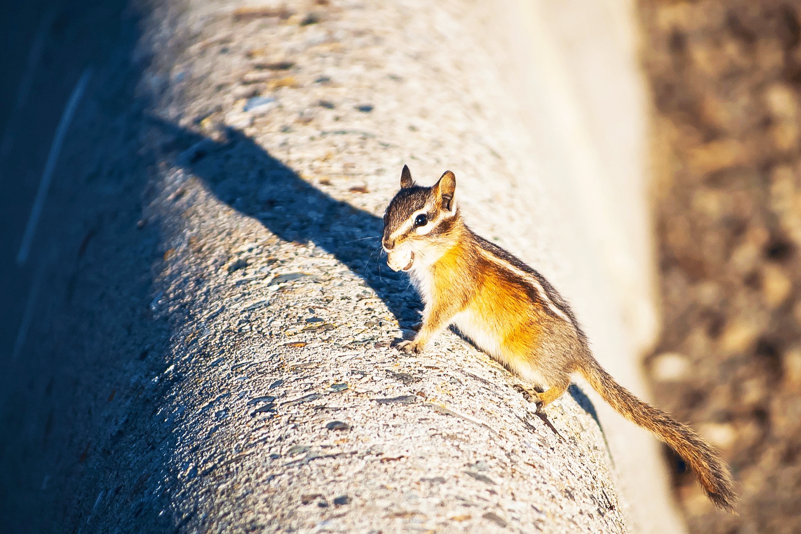 How to feed chipmunks in Toronto