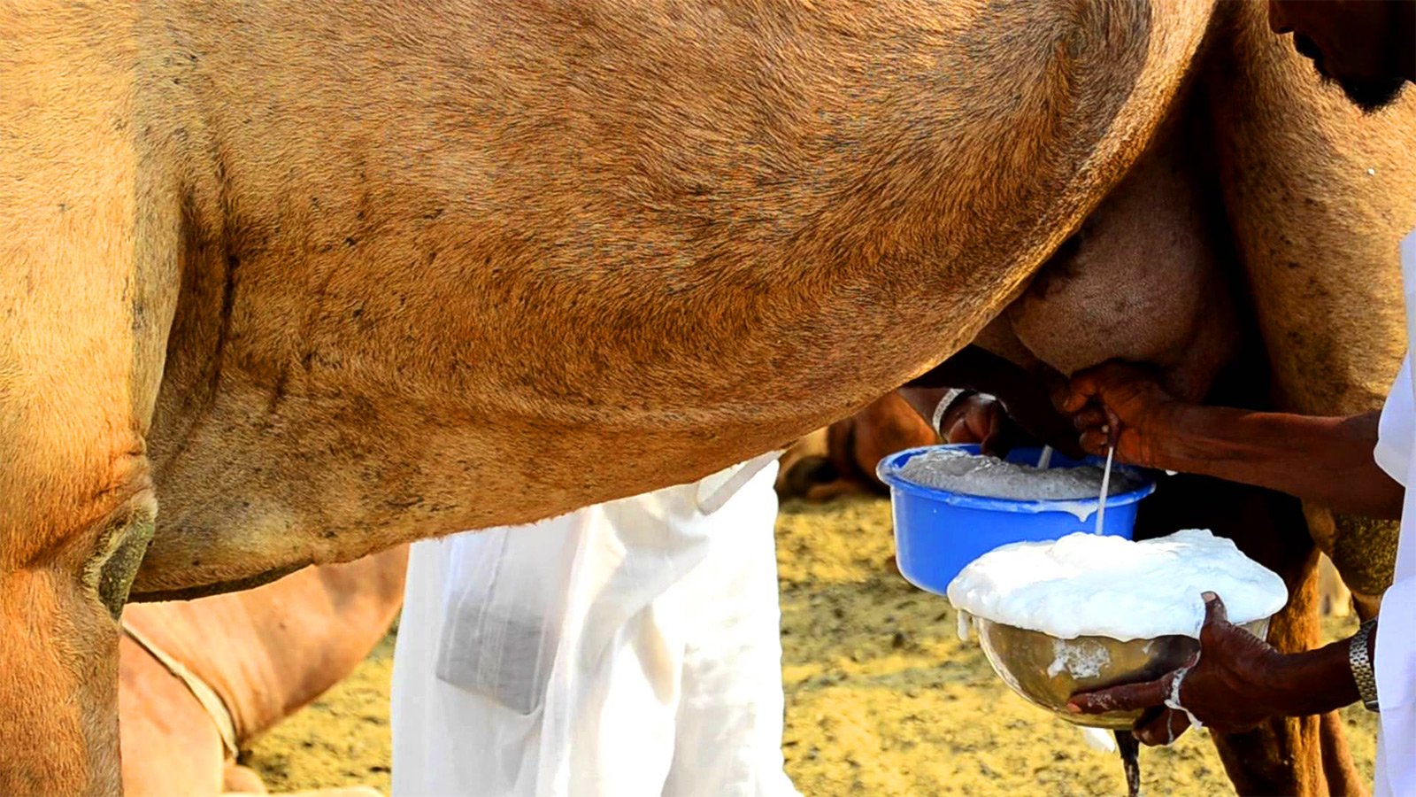How to try fresh camel milk in Al Ain