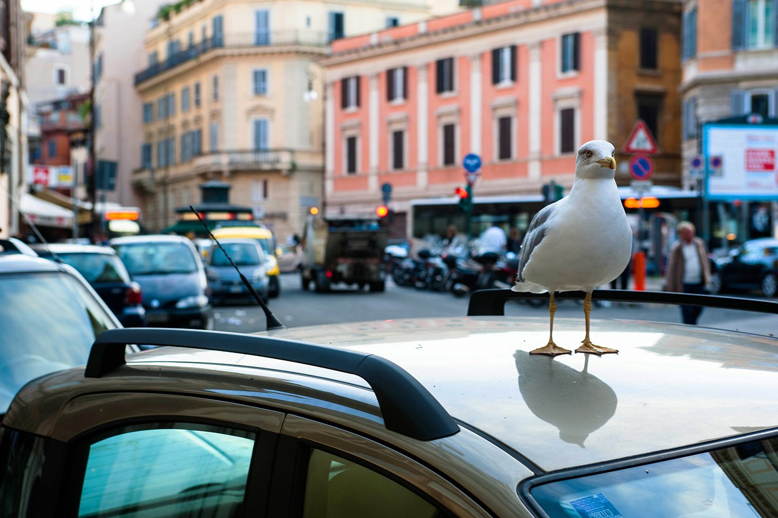 How to feed the seagulls near the Tiber in Rome