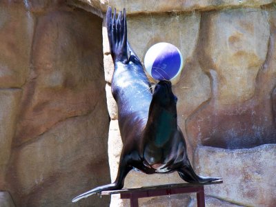 Swim with the sea lions in Seville