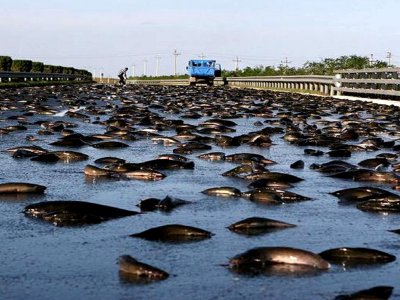 See the fish rain in Yoro