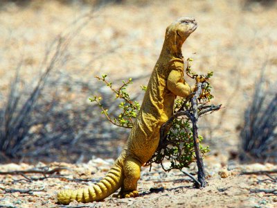 See uromastyx in Dubai