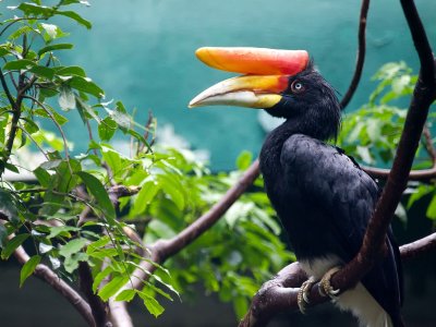 See hornbills in Kuala Lumpur