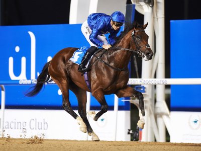 Visit the sheikh stables in Dubai
