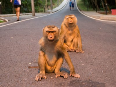 Feed wild monkeys in Phuket