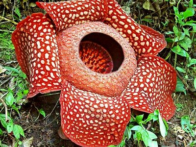 See Rafflesia flower blossom in Borneo